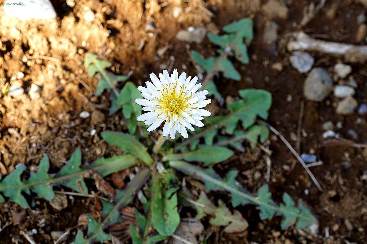 シロバナタンポポ（浦島草、キク科）
