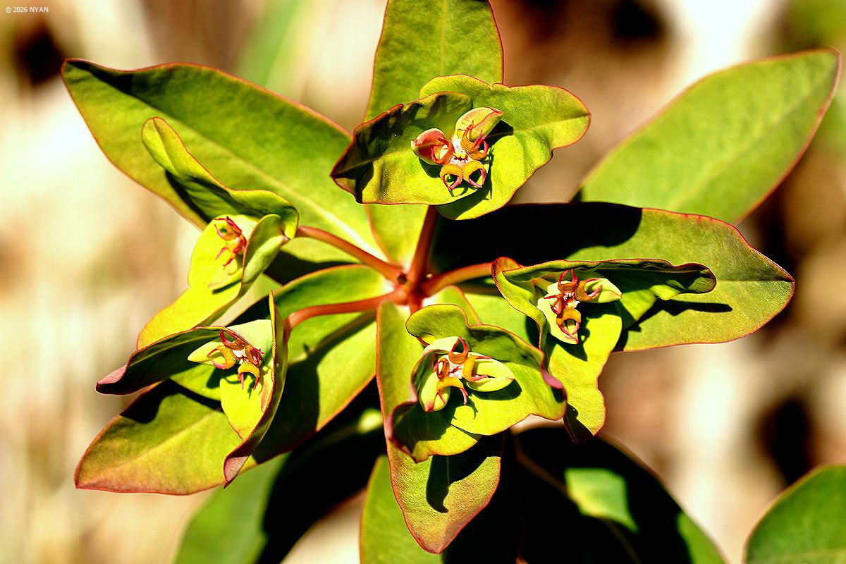 ナツトウダイ（夏灯台、トウダイグサ科）