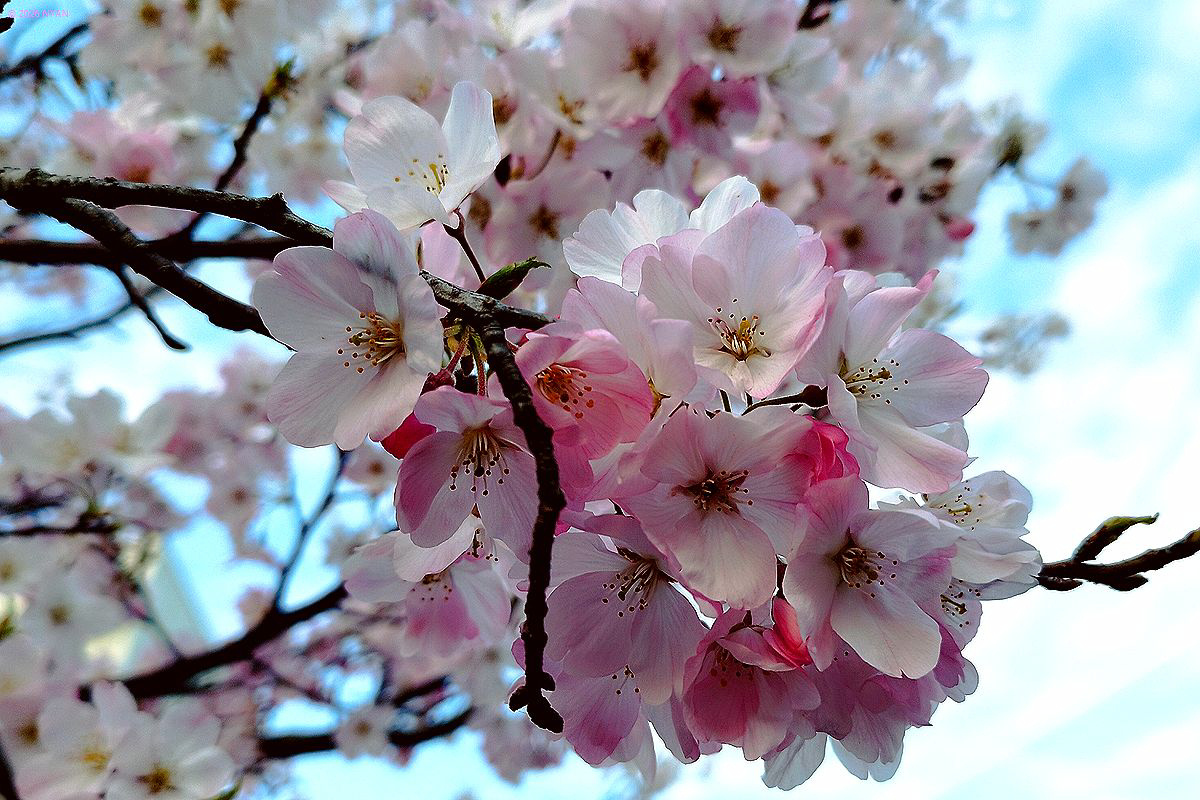 ジンダイアケボノ（神代曙、バラ科）