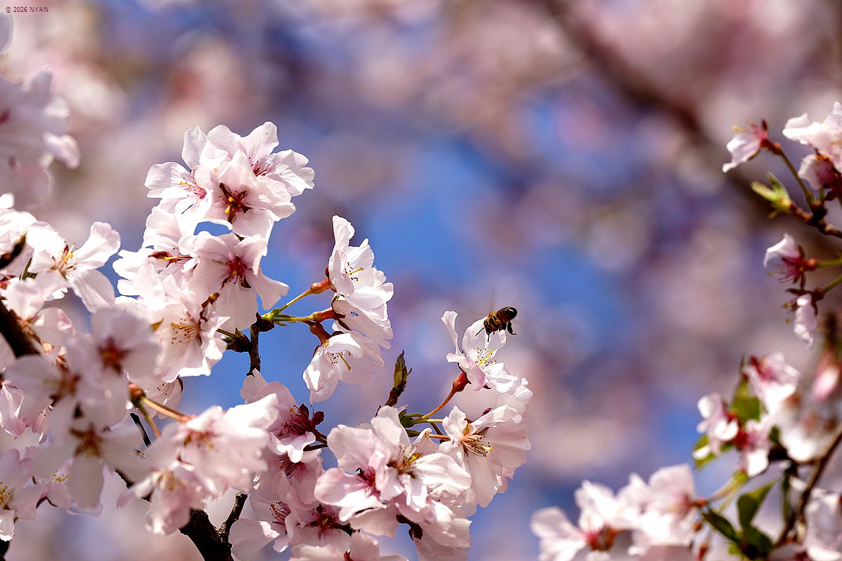 タカトオコヒガンザクラ（高遠小彼岸桜、バラ科）