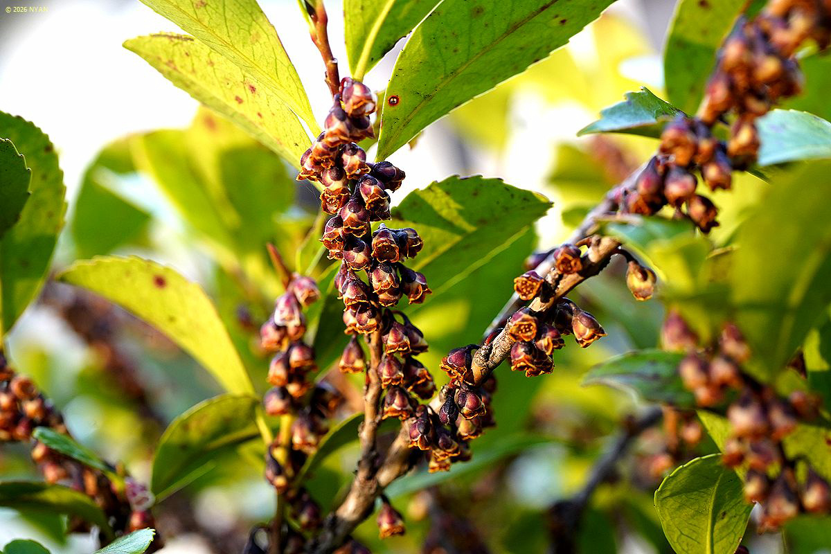 ヒサカキ（姫榊、モッコク科）