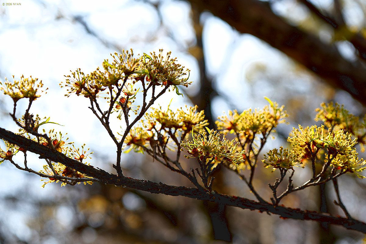 サンシュユ（山茱萸、ミズキ科）