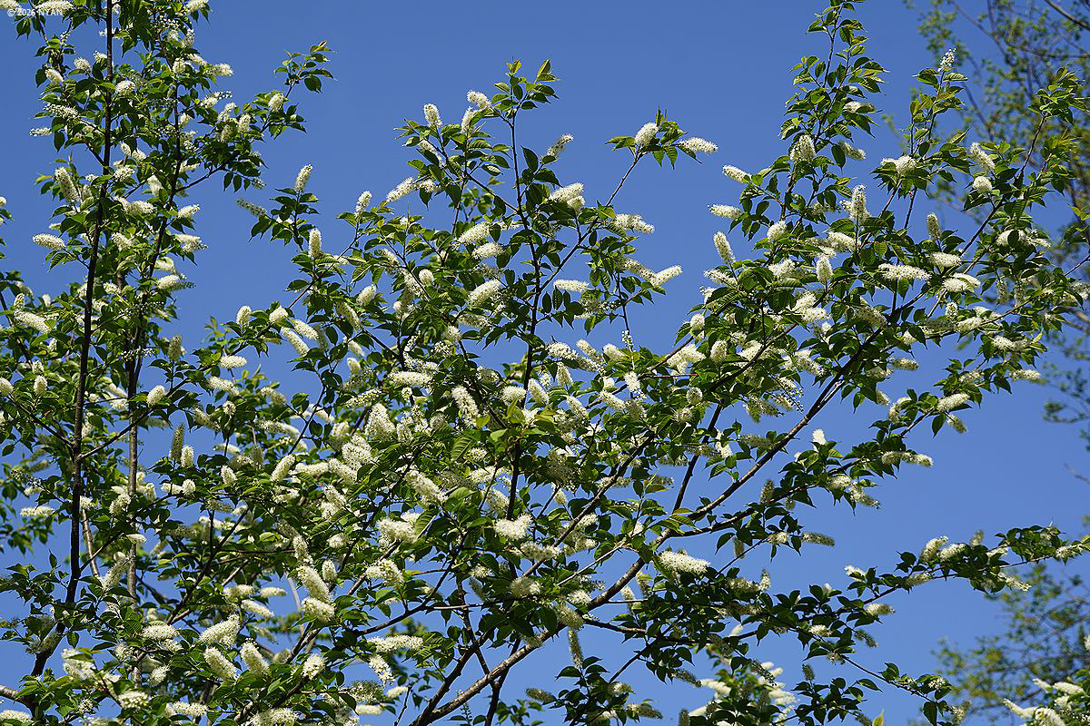 ウワミズザクラ（上溝桜、バラ科）