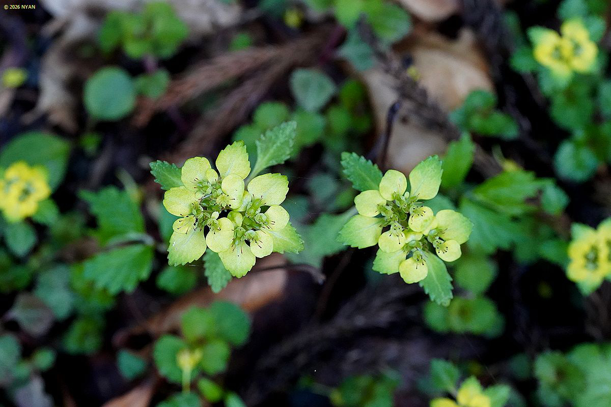 ヨゴレネコノメ（汚れ猫の目、ユキノシタ科）