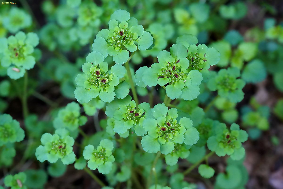 ヤマネコノメソウ（山猫の目草、ユキノシタ科）