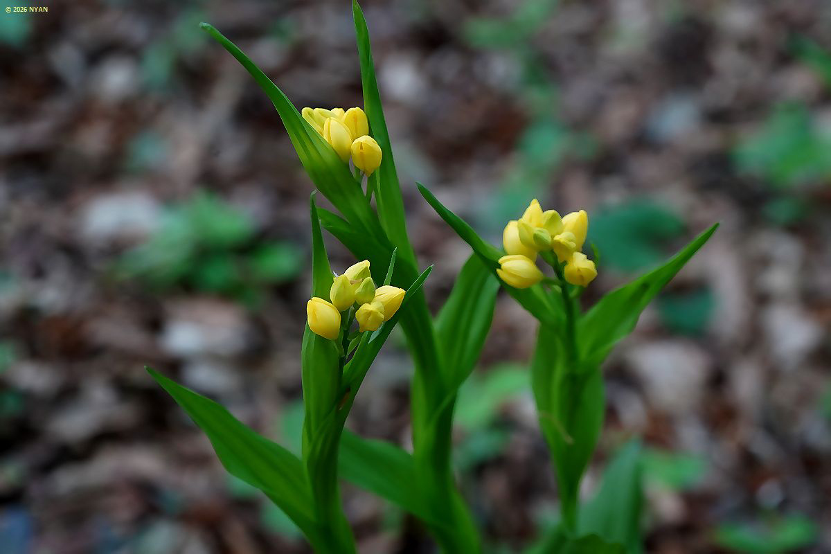 キンラン（金蘭、ラン科）