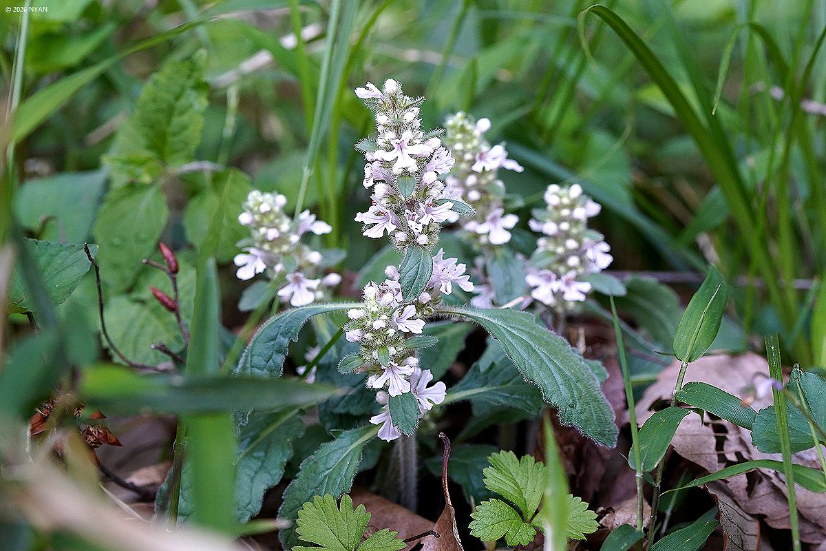 ジュウニヒトエ（十二単、シソ科）