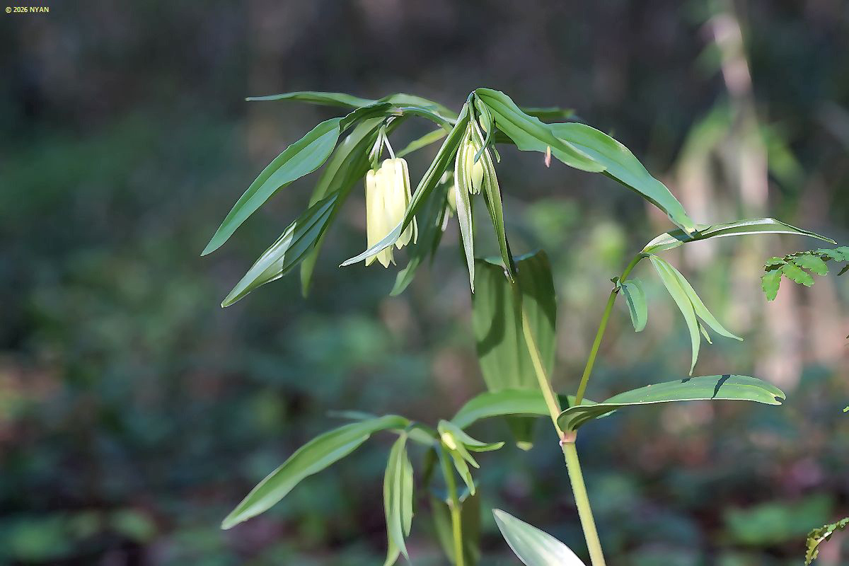 ホウチャクソウ（宝鐸草、イヌサフラン科）