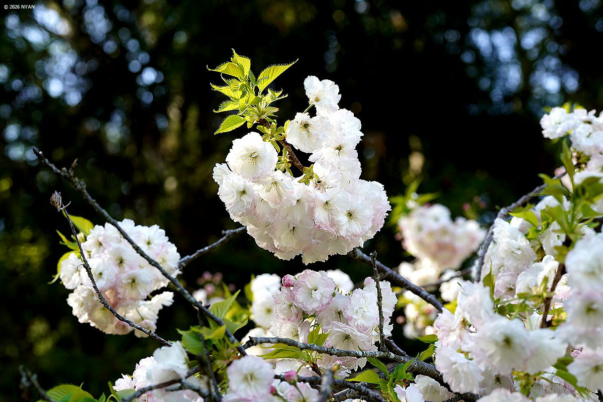 ショウゲツ[桜]（松月、バラ科）