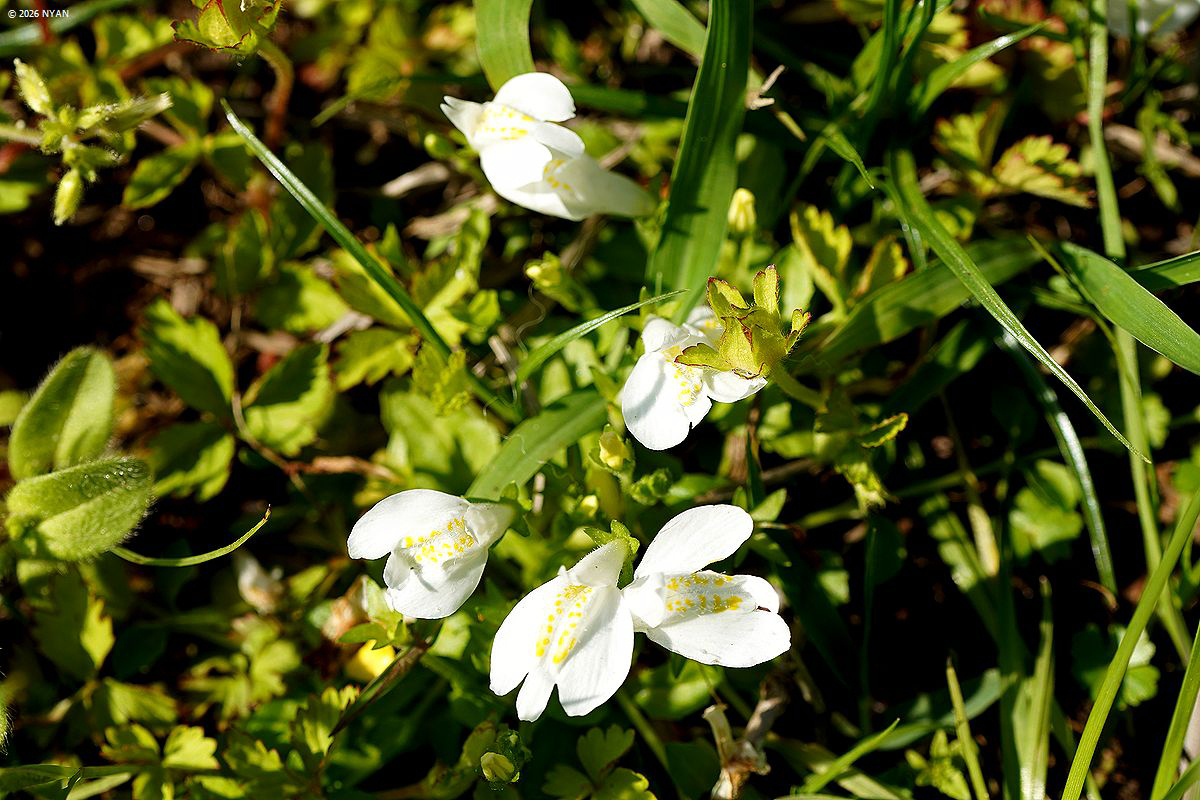 ムラサキサギゴケ[白花]（紫鷺苔、サギゴケ科）