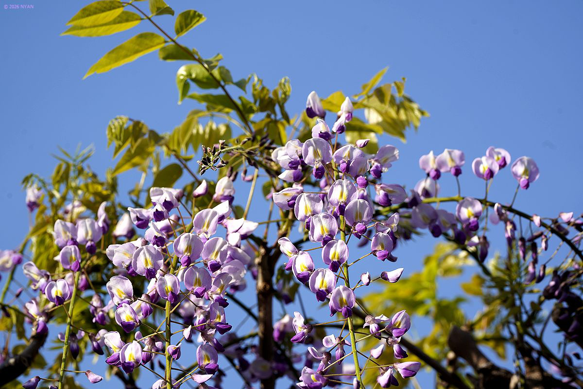 フジ（藤、マメ科）