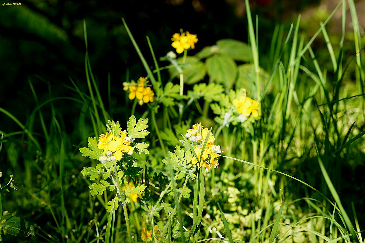 クサノオウ（草の黄、ケシ科）