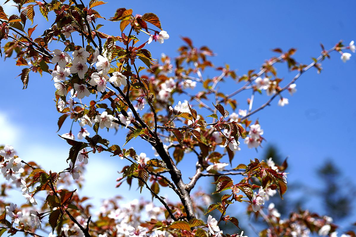 タカネザクラ（高嶺桜、バラ科）