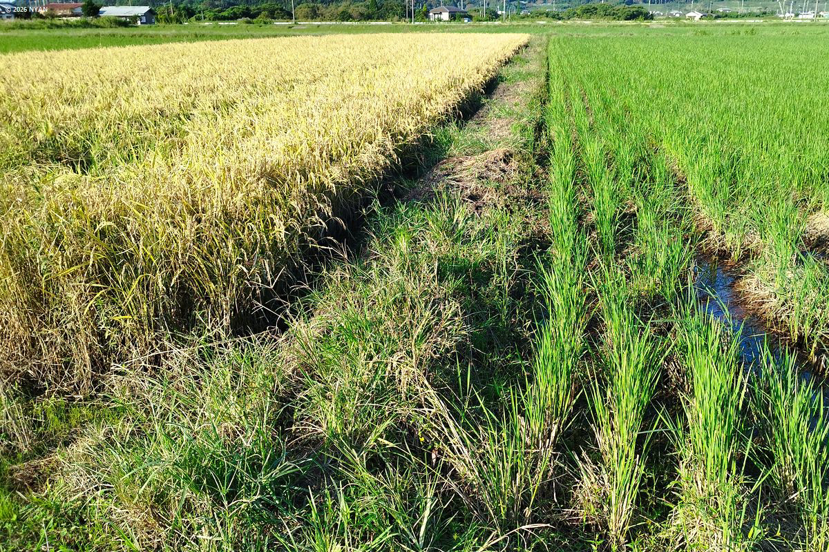イネ（稲、イネ科）