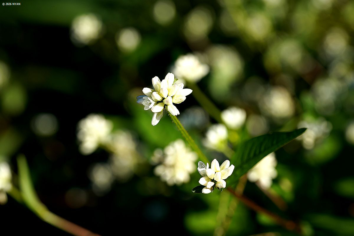 ミゾソバ [白花変種]（溝蕎麦、タデ科）