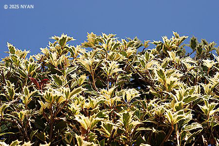 ヒイラギ（柊・柊木、モクセイ科）