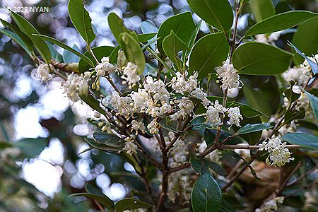 ヒイラギ（柊・柊木、モクセイ科）