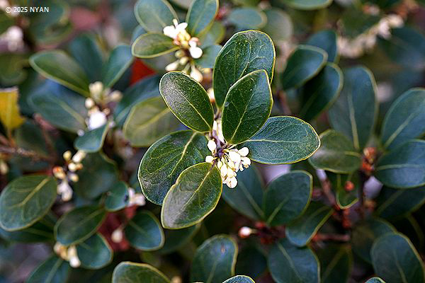 マルバヒイラギ（丸葉柊、モクセイ科）