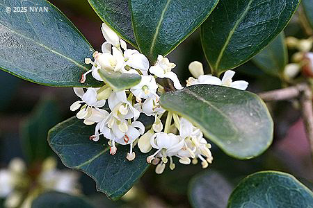 マルバヒイラギ（丸葉柊、モクセイ科）