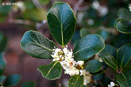 マルバヒイラギ（丸葉柊、モクセイ科）