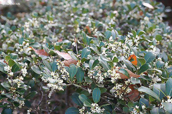 マルバヒイラギ（丸葉柊、モクセイ科）