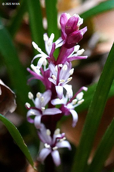 キチジョウソウ（吉祥草、キジカクシ科）