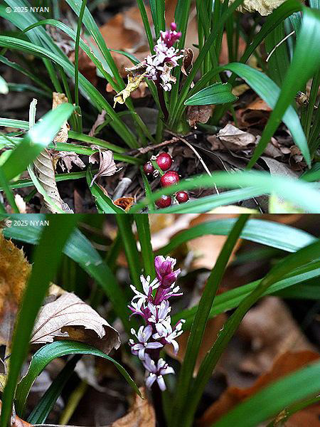 キチジョウソウ（吉祥草、キジカクシ科）