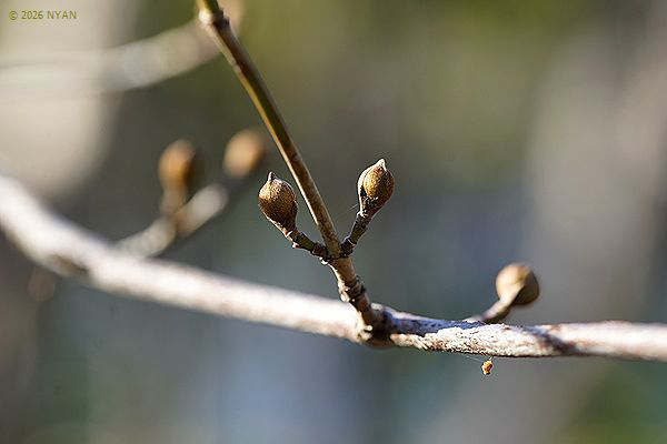 サンシュユ（山茱萸、ミズキ科）