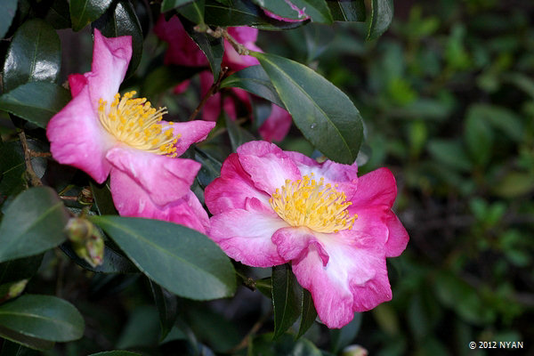 サザンカ（山茶花、ツバキ科）--- Camellia sasanqua --- 四季の