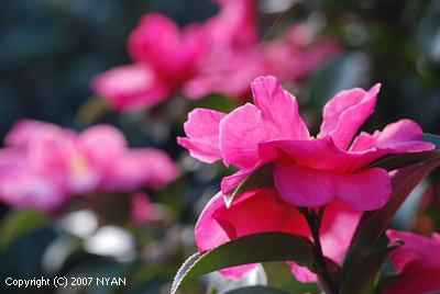 サザンカ（山茶花、ツバキ科）--- Camellia sasanqua --- 四季の