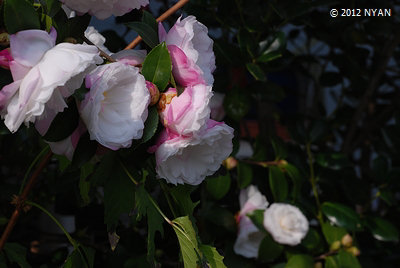 サザンカ（山茶花、ツバキ科）
