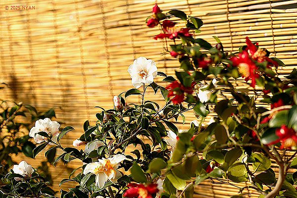 サザンカ（山茶花、ツバキ科）--- Camellia sasanqua --- 四季の