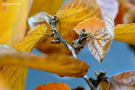 シナマンサク（支那満作、マンサク科）