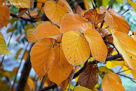 シナマンサク（支那満作、マンサク科）