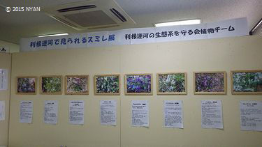 イベント情報 （利根運河のスミレ展）