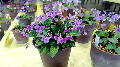 イベント情報 （すみれ展・神代植物公園）