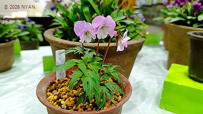 イベント情報 （すみれ展・神代植物公園）