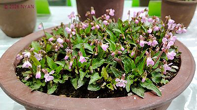 イベント情報 （すみれ展・神代植物公園）