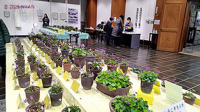 イベント情報 （すみれ展・神代植物公園）