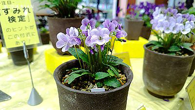 イベント情報 （すみれ展・神代植物公園）