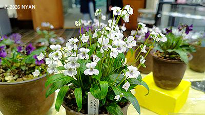 イベント情報 （すみれ展・神代植物公園）