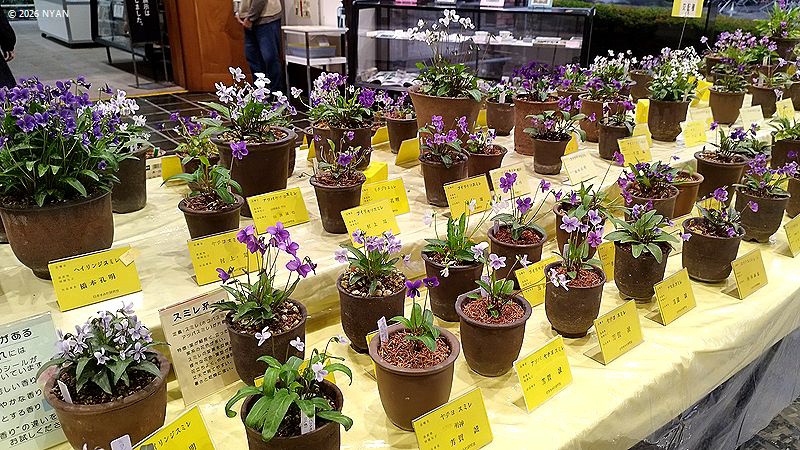 イベント情報 （すみれ展・神代植物公園）