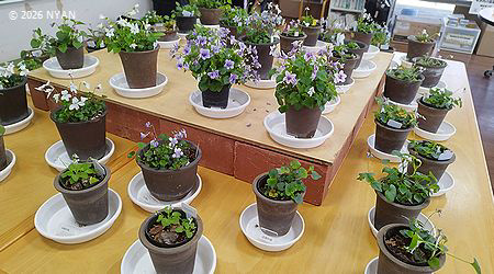 イベント情報 （すみれ展 東京 世田谷）