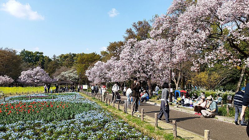 イベント情報 （すみれ展 東京 世田谷）