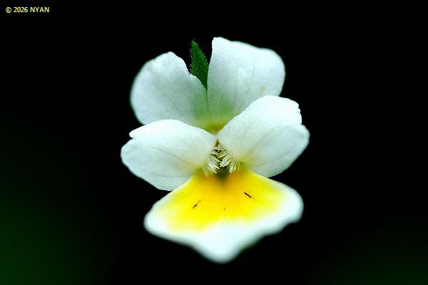 Viola arvensis