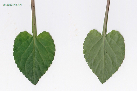 Viola phalacrocarpa f. glaberrima