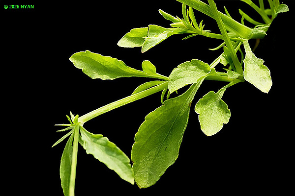 Violet arvensis