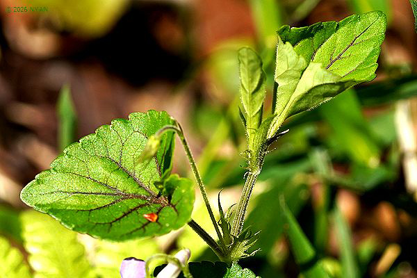ナガバノタチツボスミレ