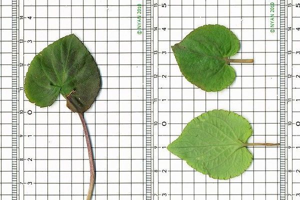 ナガハシスミレ