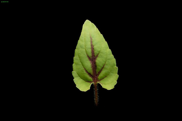 Viola hirtipes f. lactiflola